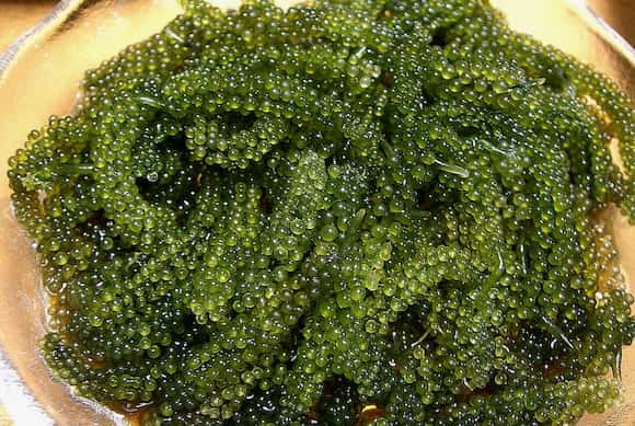 تصویر 4 از خاویار گیاهی سبز مناسب تزیین غذاهای دریایی